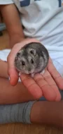 Křeček džungarský (agouti - kluk)