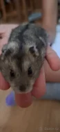 Křeček džungarský (agouti - kluk)