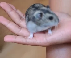 Křeček džungarský (agouti - kluk)