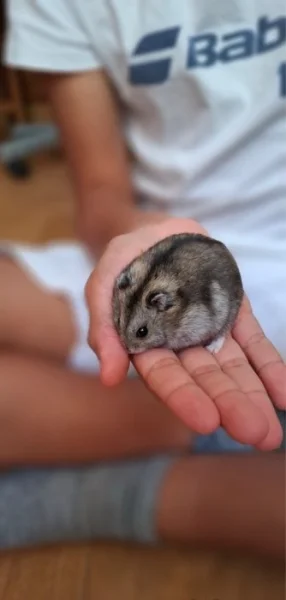 Křeček džungarský (agouti - kluk)