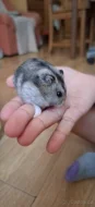 Křeček džungarský (agouti - kluk)