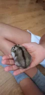 Křeček džungarský (agouti - kluk)