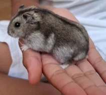 Křeček džungarský (agouti - kluk)