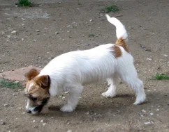 Poslední štěně - fenka Jack Russell teriéra s PP k odběru