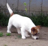 Poslední štěně - fenka Jack Russell teriéra s PP k odběru