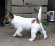 Poslední štěně - fenka Jack Russell teriéra s PP k odběru