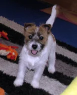 Poslední štěně - fenka Jack Russell teriéra s PP k odběru