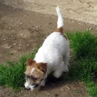 Poslední štěně - fenka Jack Russell teriéra s PP k odběru