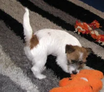 Poslední štěně - fenka Jack Russell teriéra s PP k odběru