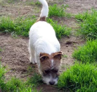 Poslední štěně - fenka Jack Russell teriéra s PP k odběru