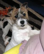 Poslední štěně - fenka Jack Russell teriéra s PP k odběru