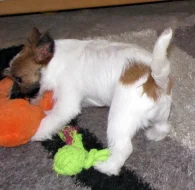 Poslední štěně - fenka Jack Russell teriéra s PP k odběru