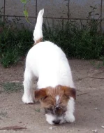 Poslední štěně - fenka Jack Russell teriéra s PP k odběru