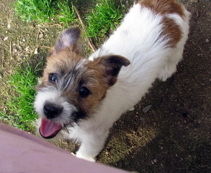 Poslední štěně - fenka Jack Russell teriéra s PP k odběru