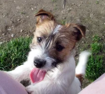 Poslední štěně - fenka Jack Russell teriéra s PP k odběru