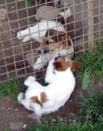 Poslední štěně - fenka Jack Russell teriéra s PP k odběru
