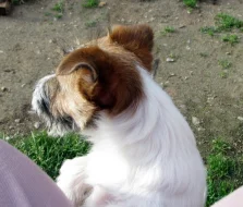 Poslední štěně - fenka Jack Russell teriéra s PP k odběru