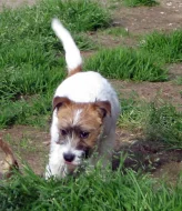 Poslední štěně - fenka Jack Russell teriéra s PP k odběru