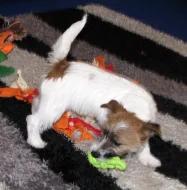 Poslední štěně - fenka Jack Russell teriéra s PP k odběru