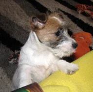 Poslední štěně - fenka Jack Russell teriéra s PP k odběru