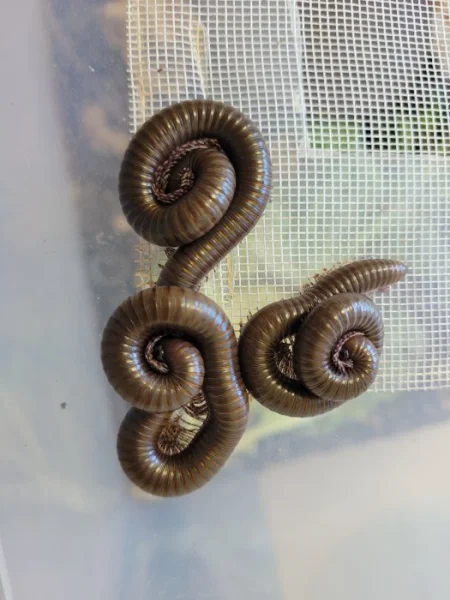 Telodeinopus aoutii