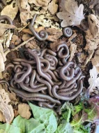 Telodeinopus aoutii