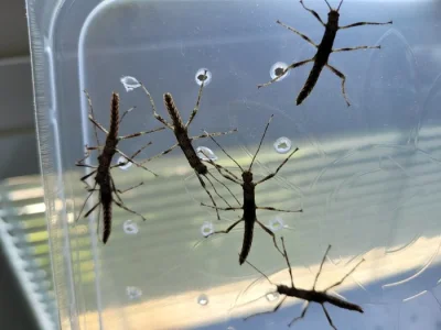 Eurycantha calcarata - strašilka ostruhatá