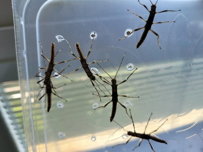 Eurycantha calcarata - strašilka ostruhatá