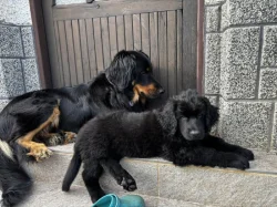 🐾 Hledá se ten nejlepší parťák pro Avatara! 🖤