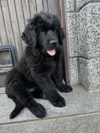 🐾 Hledá se ten nejlepší parťák pro Avatara! 🖤