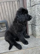 🐾 Hledá se ten nejlepší parťák pro Avatara! 🖤