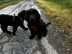 🐾 Hledá se ten nejlepší parťák pro Avatara! 🖤