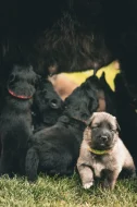 Belgický ovčák groenendael / tervueren s pp