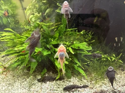 Ancistrus