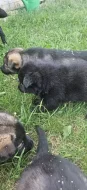 Prodám štěňata NO s PP. ZAHRANIČNÍ KRYTÍ