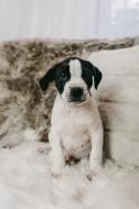 Americký pitbull teriér s PP ADBA