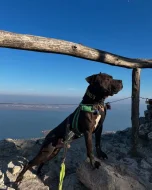 Americký pitbull teriér s PP ADBA