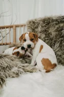 Americký pitbull teriér s PP ADBA