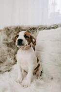Americký pitbull teriér s PP ADBA