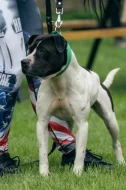 Americký pitbull teriér s PP ADBA