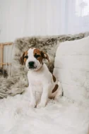 Americký pitbull teriér s PP ADBA