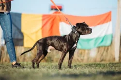 Americký pitbull teriér s PP ADBA