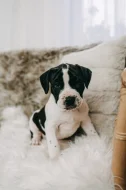 Americký pitbull teriér s PP ADBA