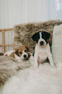 Americký pitbull teriér s PP ADBA