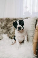Americký pitbull teriér s PP ADBA