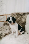 Americký pitbull teriér s PP ADBA