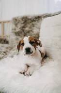 Americký pitbull teriér s PP ADBA