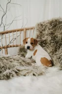 Americký pitbull teriér s PP ADBA