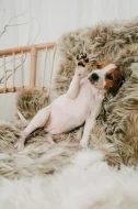 Americký pitbull teriér s PP ADBA