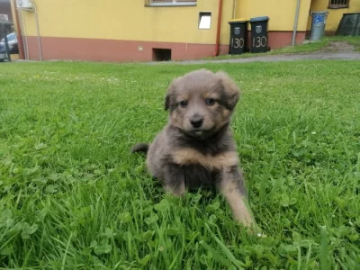 Nabízíme 7 štěňat (5 fenek, 2 psi)
